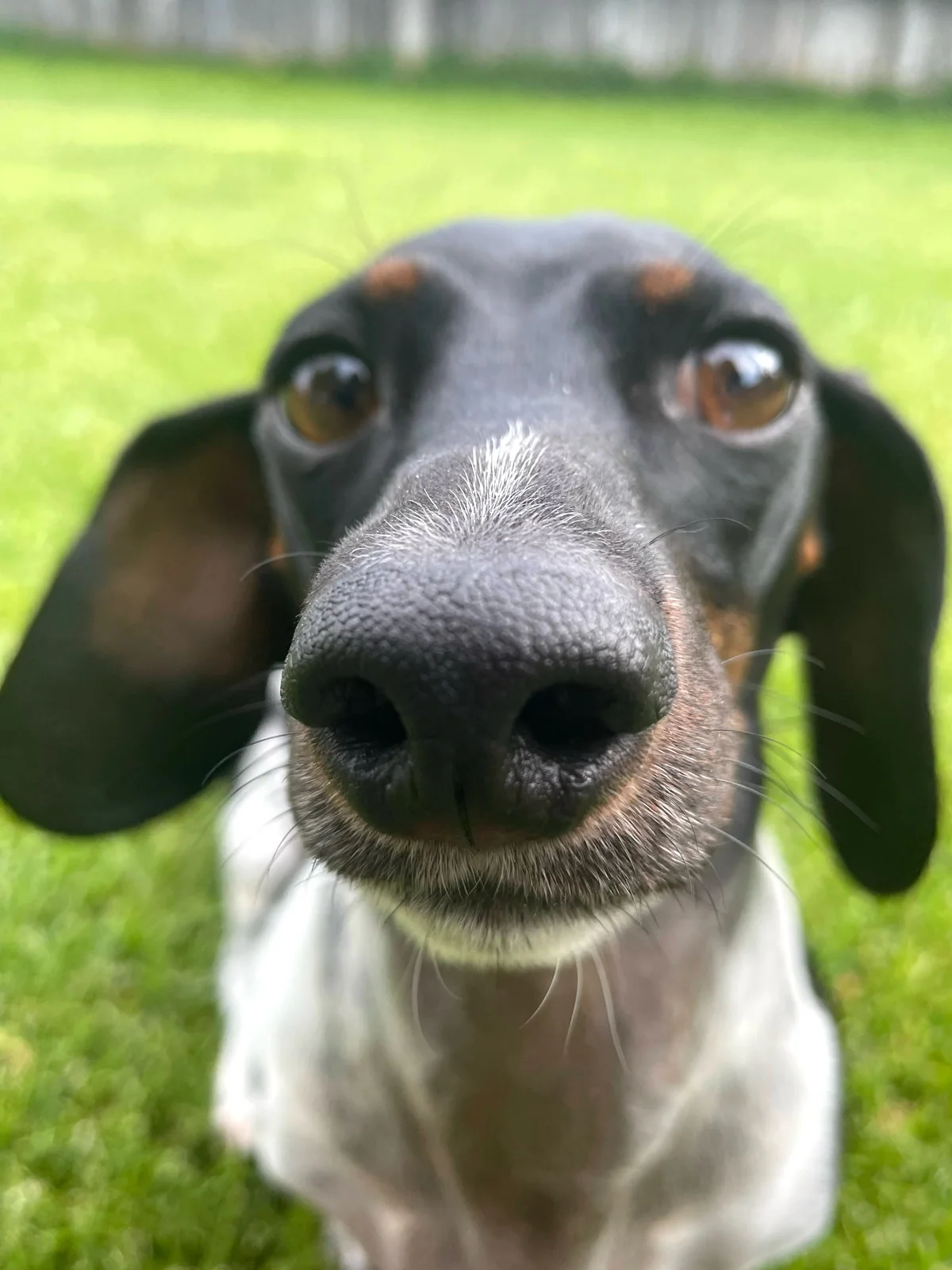 Berkley, a black and white miniature Dachshund, looking into the camera on a lawn.