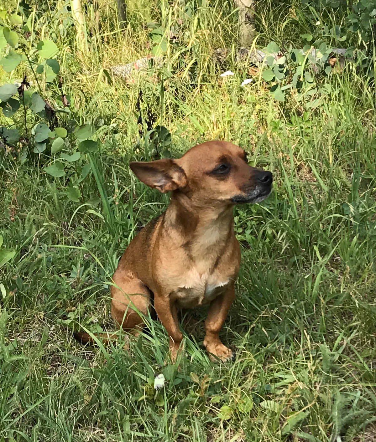 Elf, a brown Dachshund Chiweenie mix, sitting in tall grass.